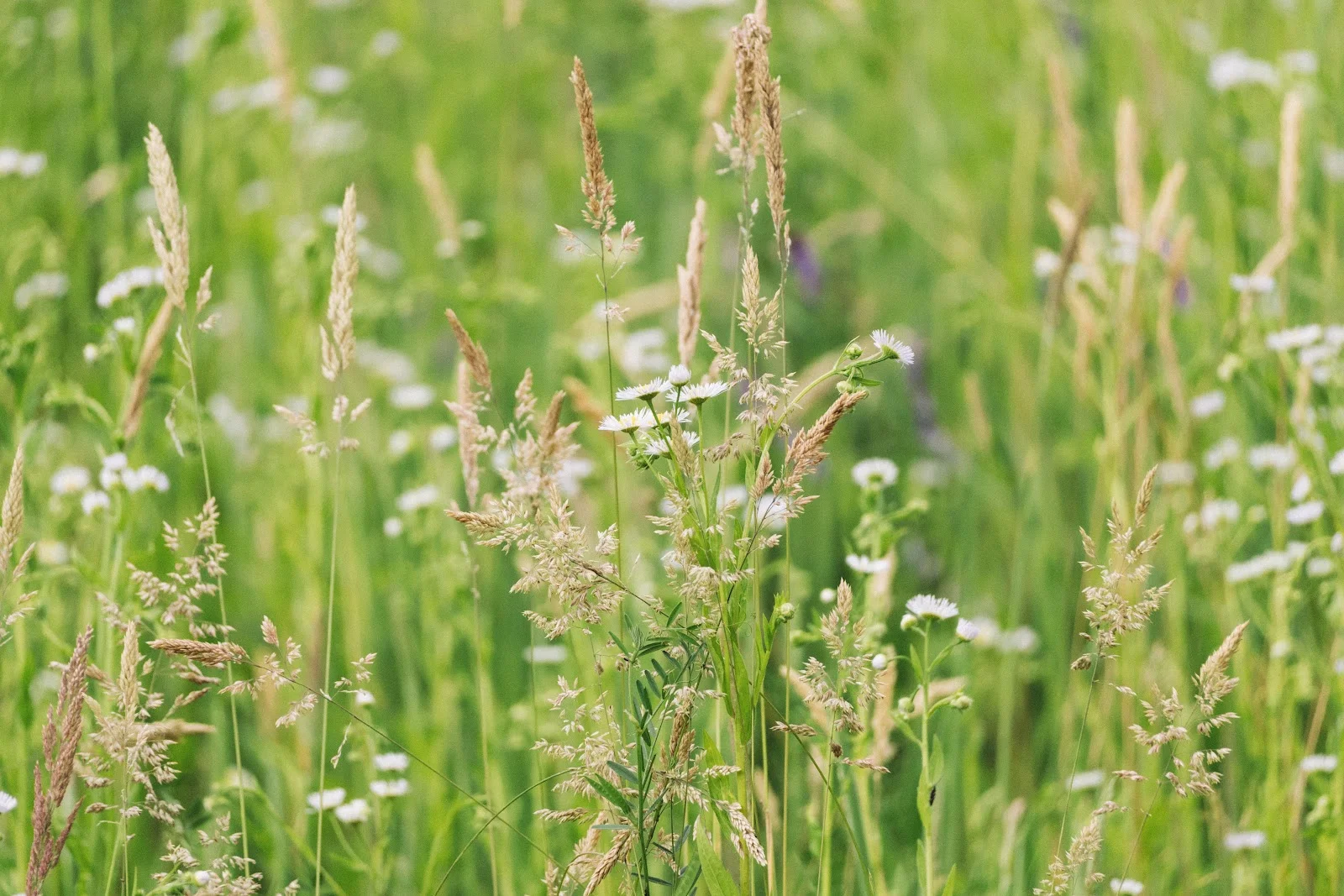 Wild Grass and Daisy Meadow - Nature Photography 5K Wallpaper (5556x3704)