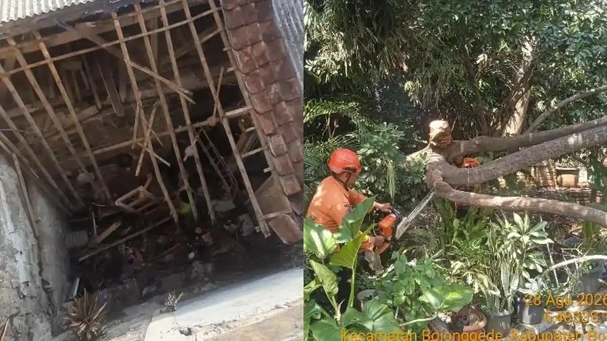 Petugas BPBD Kabupaten Bogor melakukan evakuasi pohon tumbang yang menimpa rumah warga di Kecamatan Jonggol.