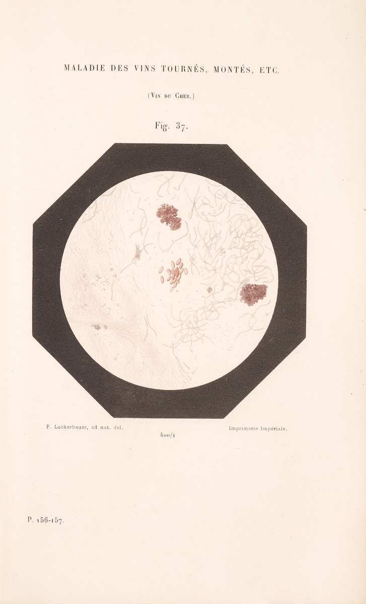 Études Sur Le Vin Pl25 1866