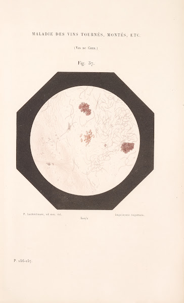 Études Sur Le Vin Pl25 1866
