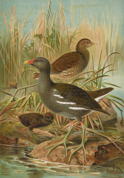 Gallinula chloropus