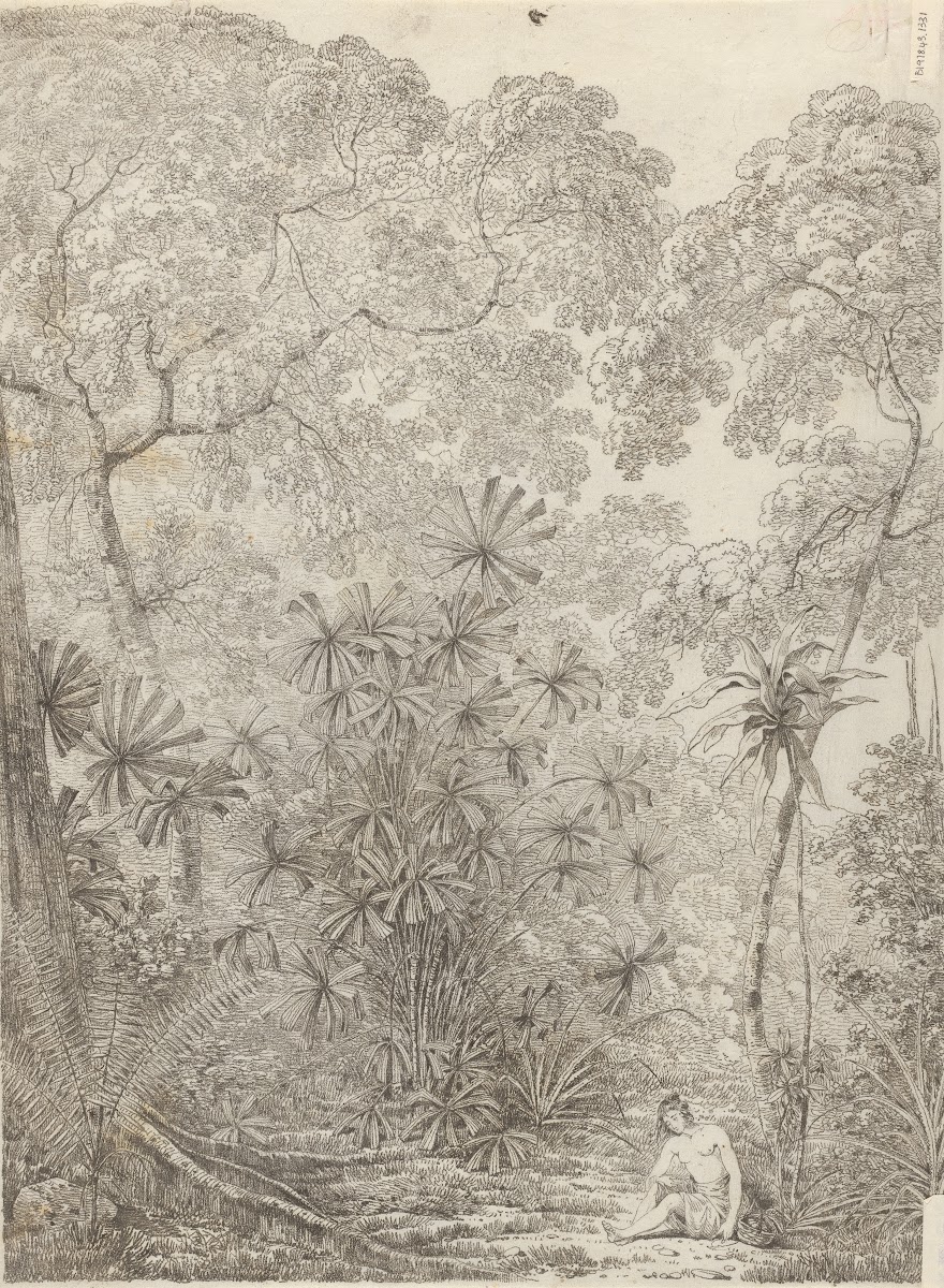 The Fan Palm of Cracatoa 1788