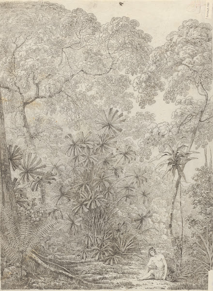 The Fan Palm of Cracatoa 1788