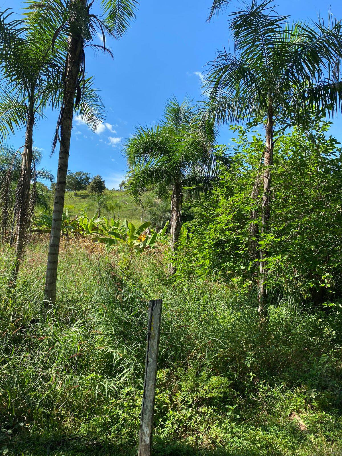 Fazenda em Uruaçu - GO 9