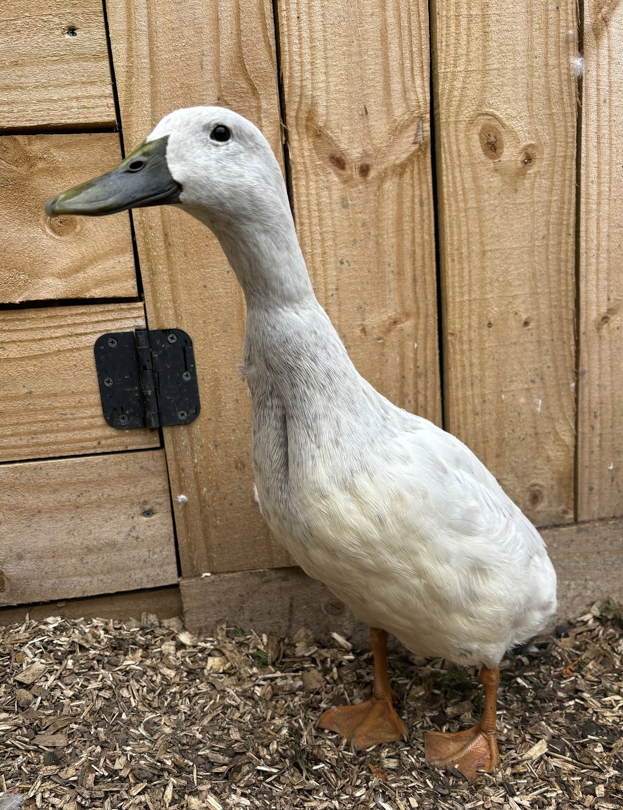 Silver Runner Duckling