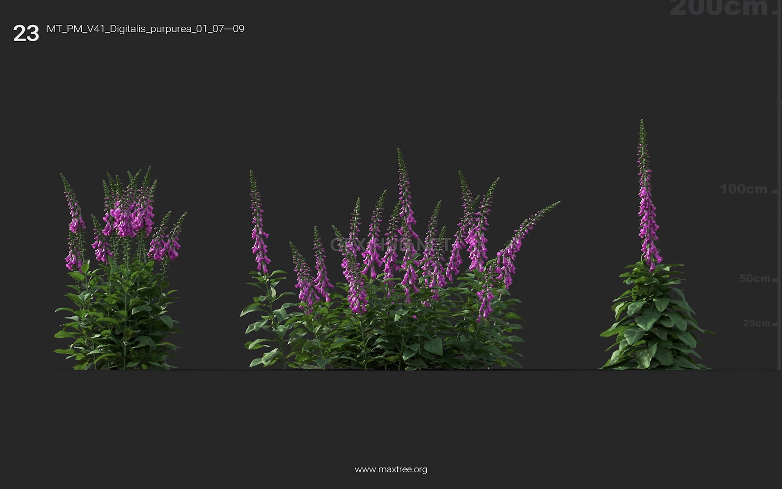 Maxtree - Plant Models Vol.41