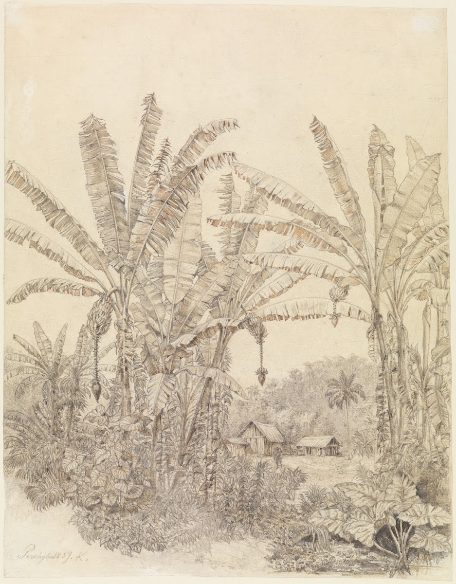 Blick auf einige Häuser im Urwald beim Parahyba 1859