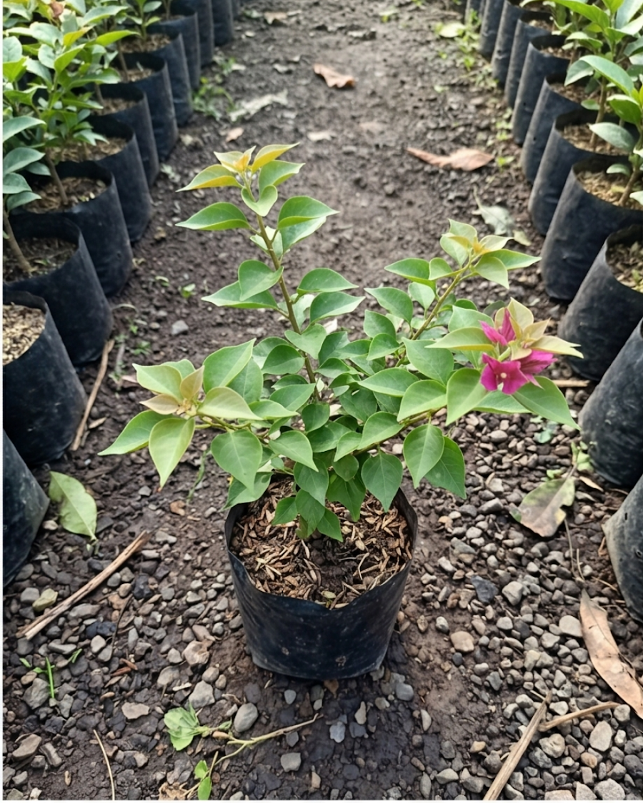 Imported 21 Jewels Bougainvillea Plant — view 4