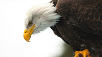 Eagle Wallpaper