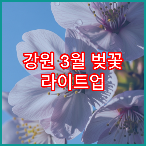 강원 3월 벚꽃 라이트업 야경 명소 추천