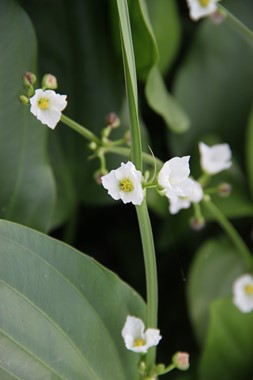 Echinodorus argentinensis.