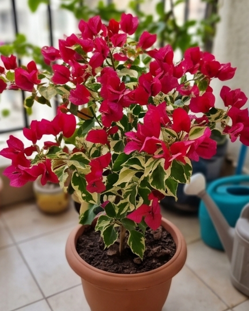 Imported Sunstone Red Bougainvillea Plant