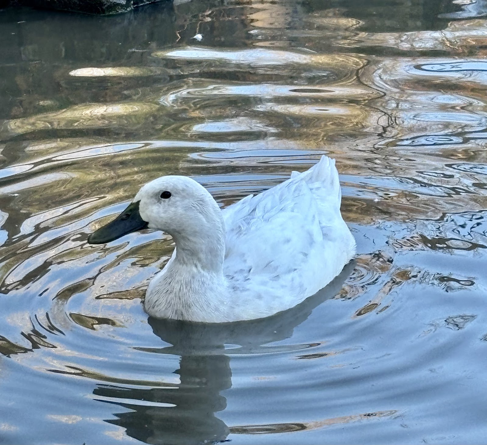 Silver Runner Duckling