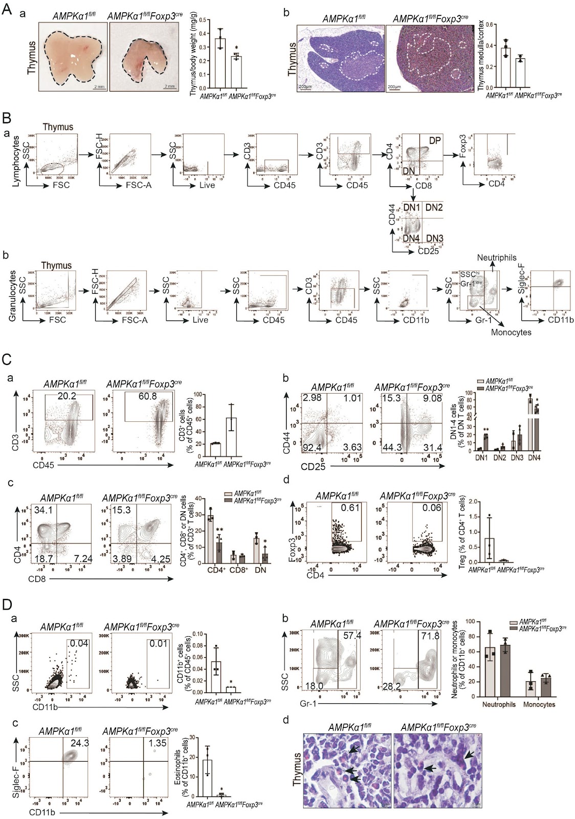 Treg-specific AMPKα1 deficiency alters immune cell compositions in immune organs of mice