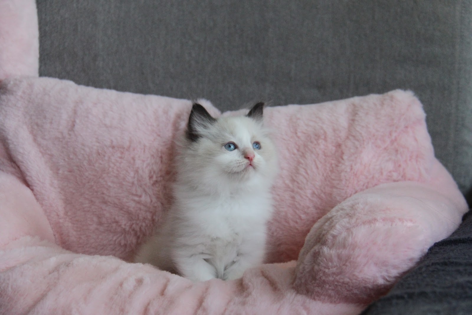 12/20出生 3號高端優質海雙布偶貓弟弟