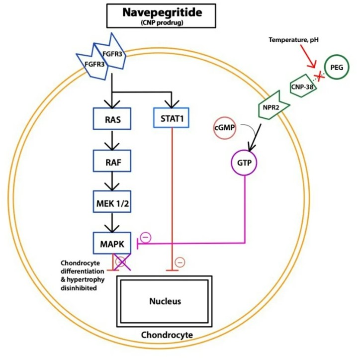 Growth Outcomes and Safety of Navepegritide in Children with Achondroplasia: Results of the ApproaCH Trial Open Label Extension