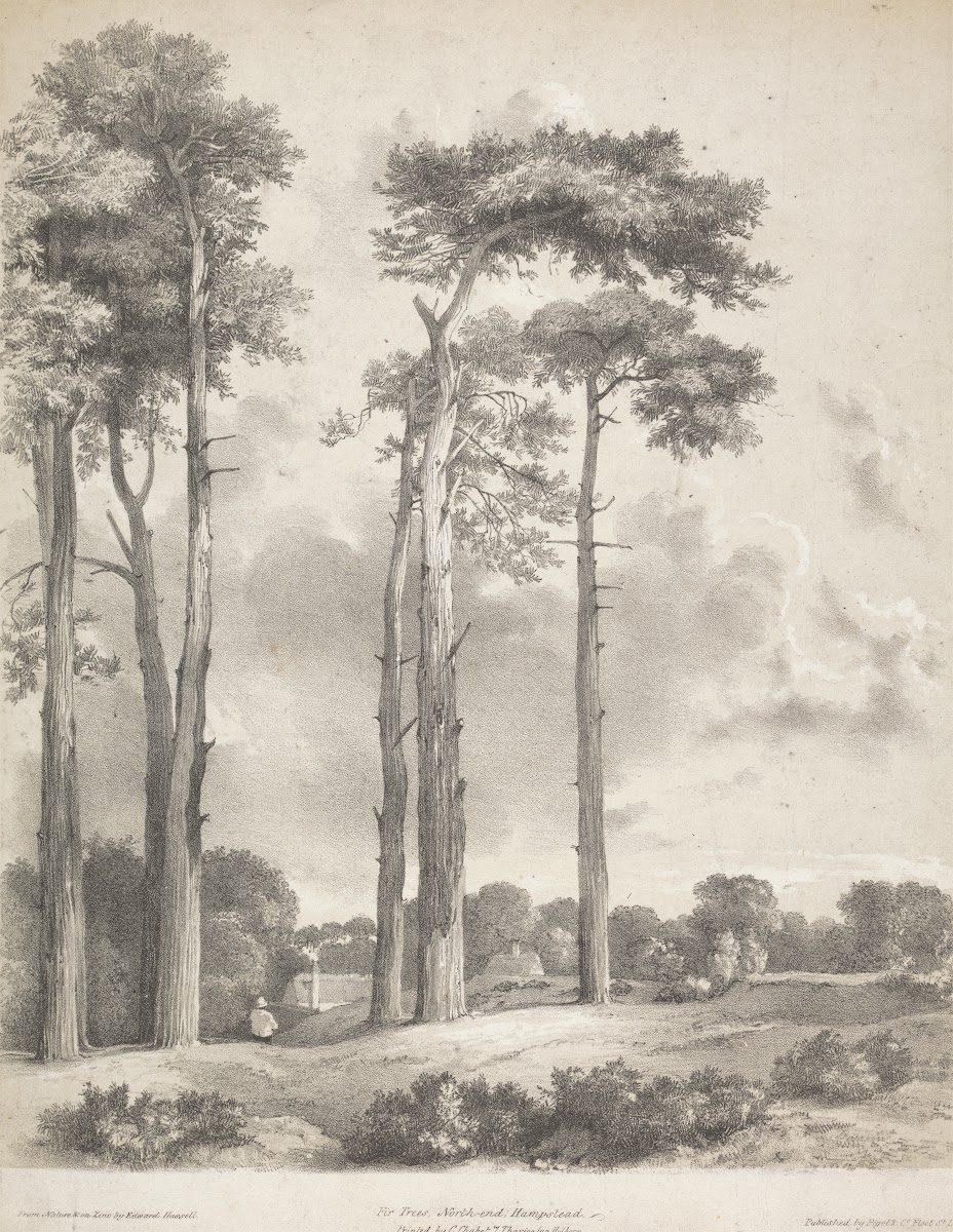 Fir Trees North End Hampstead