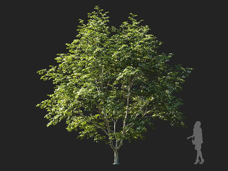 Maxtree - Plant Models Vol.122