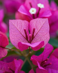Imported Watermelon Kiss Bougainvillea Plant