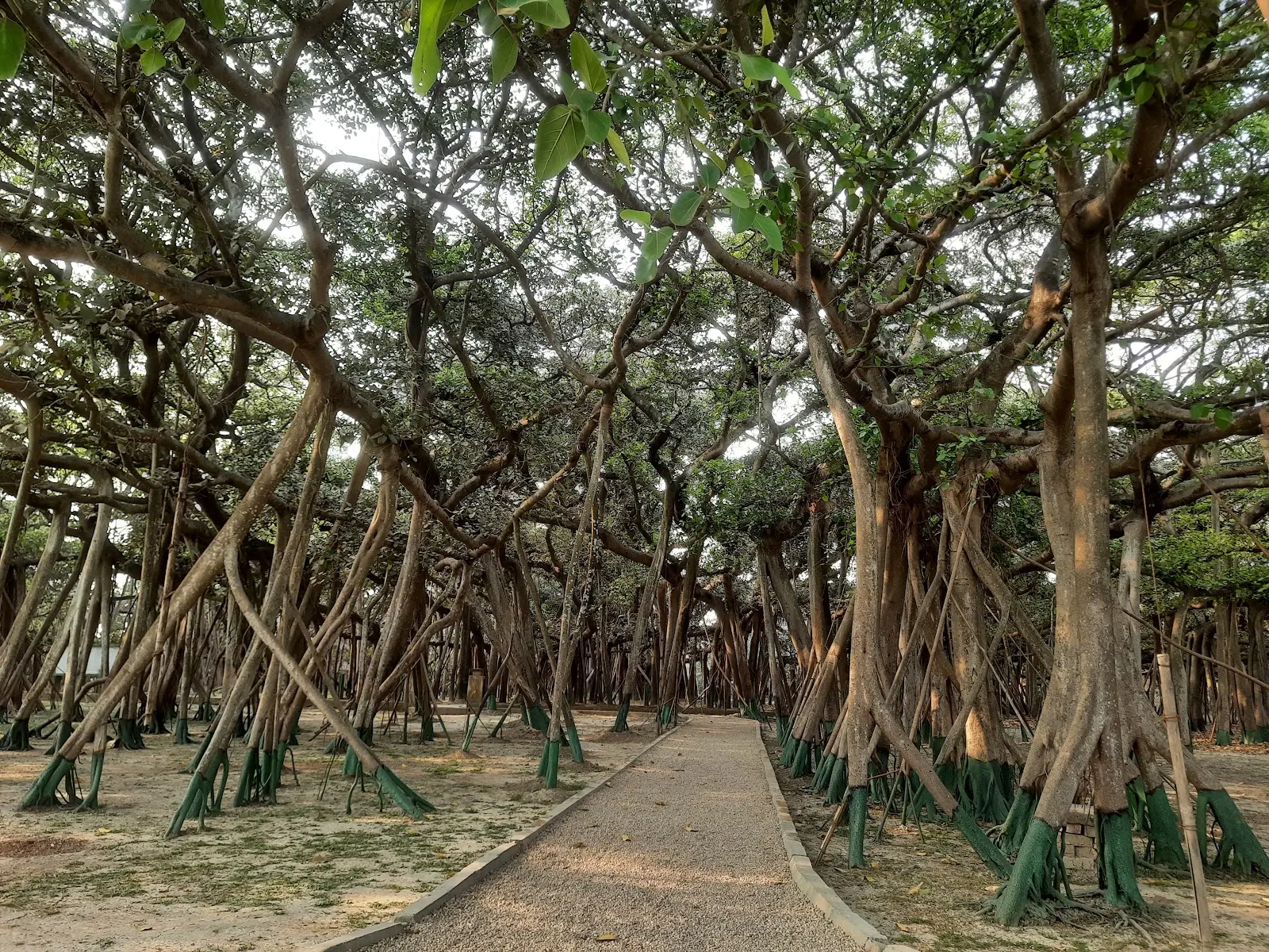 Indian Botanic Garden