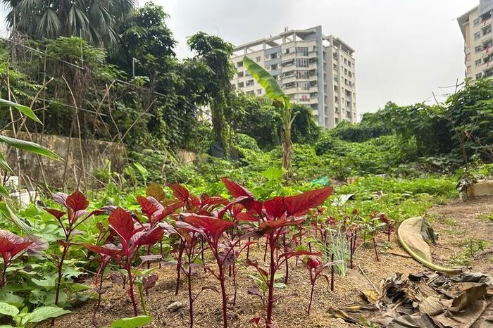 Dự án chậm tiến độ, người dân trồng rau, chuối trên 'đất vàng' ở Hà Nội - Báo Người Lao Động