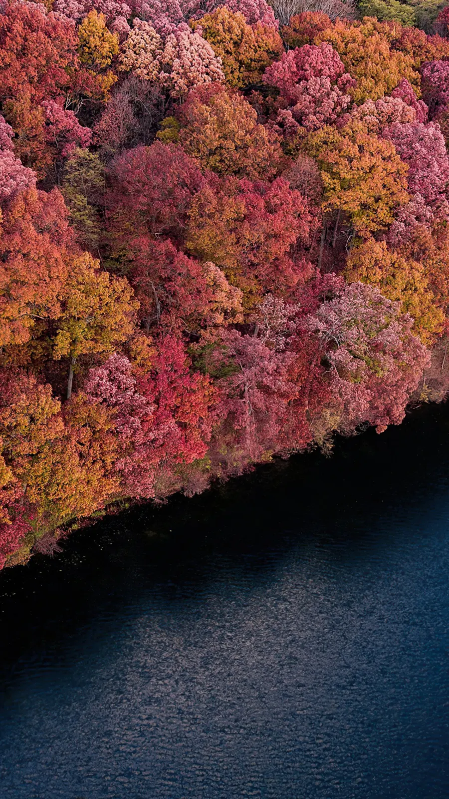 Fall Forest Trees 4K iPhone Wallpaper Background [2160x3840] Free Download