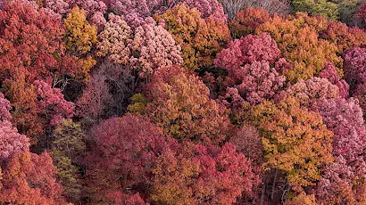 Fall Forest Trees 4K iPhone Wallpaper Background