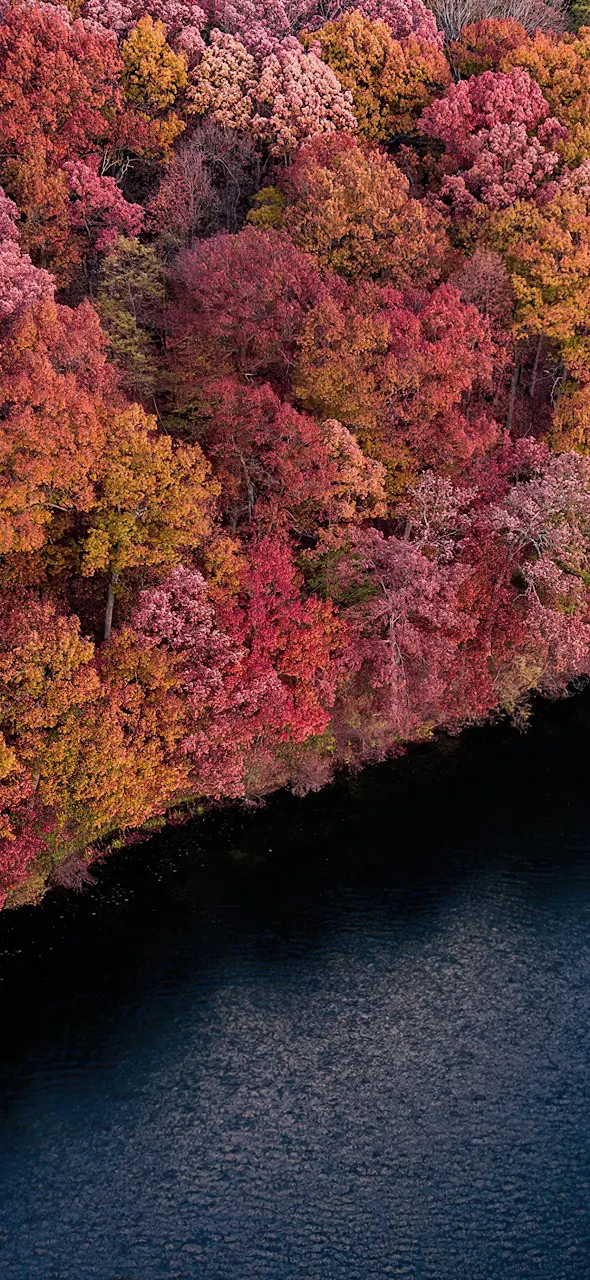 Fall Forest Trees 4K iPhone Phone Wallpaper