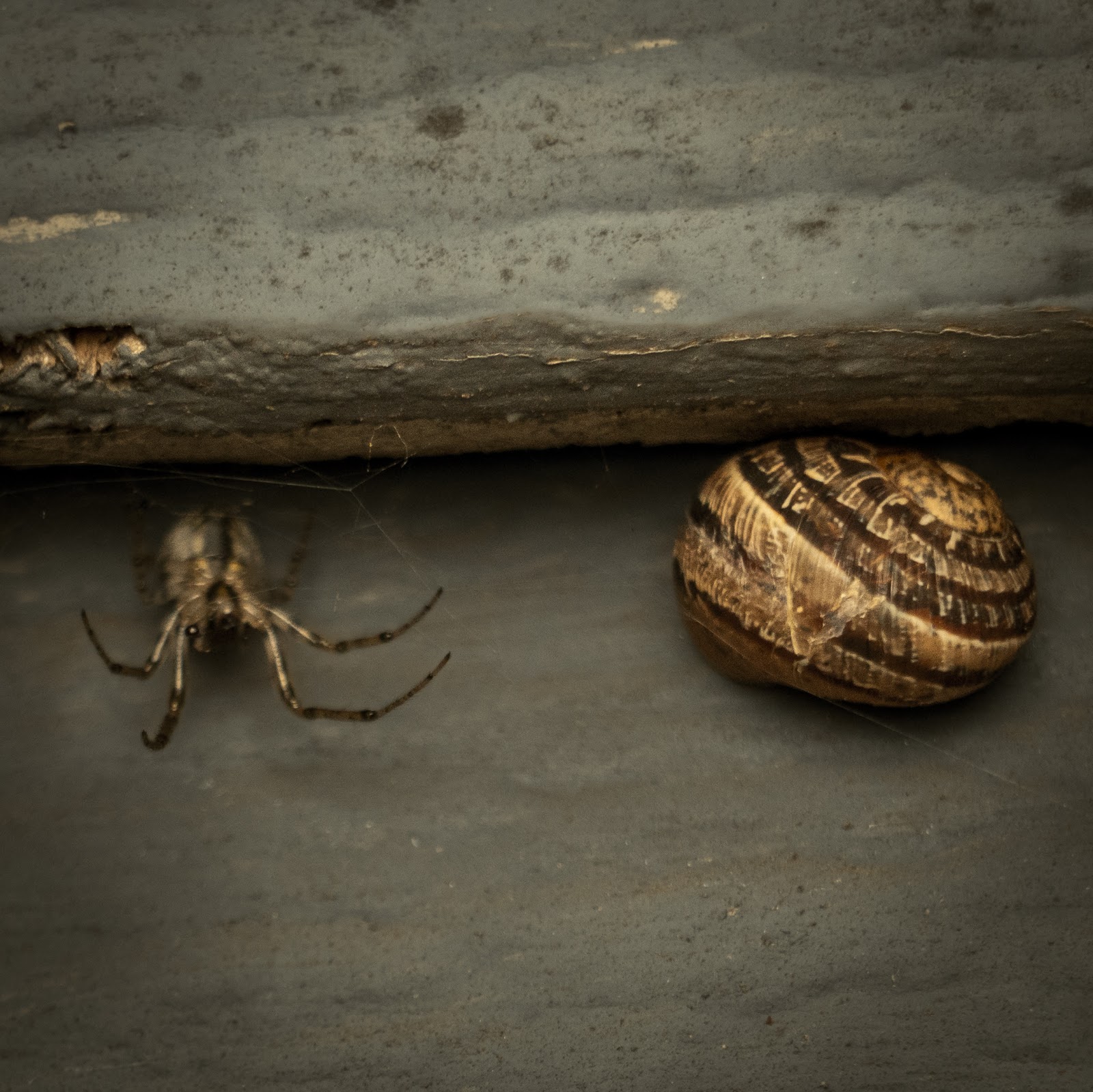 Araña y caracol bajo la cornisa