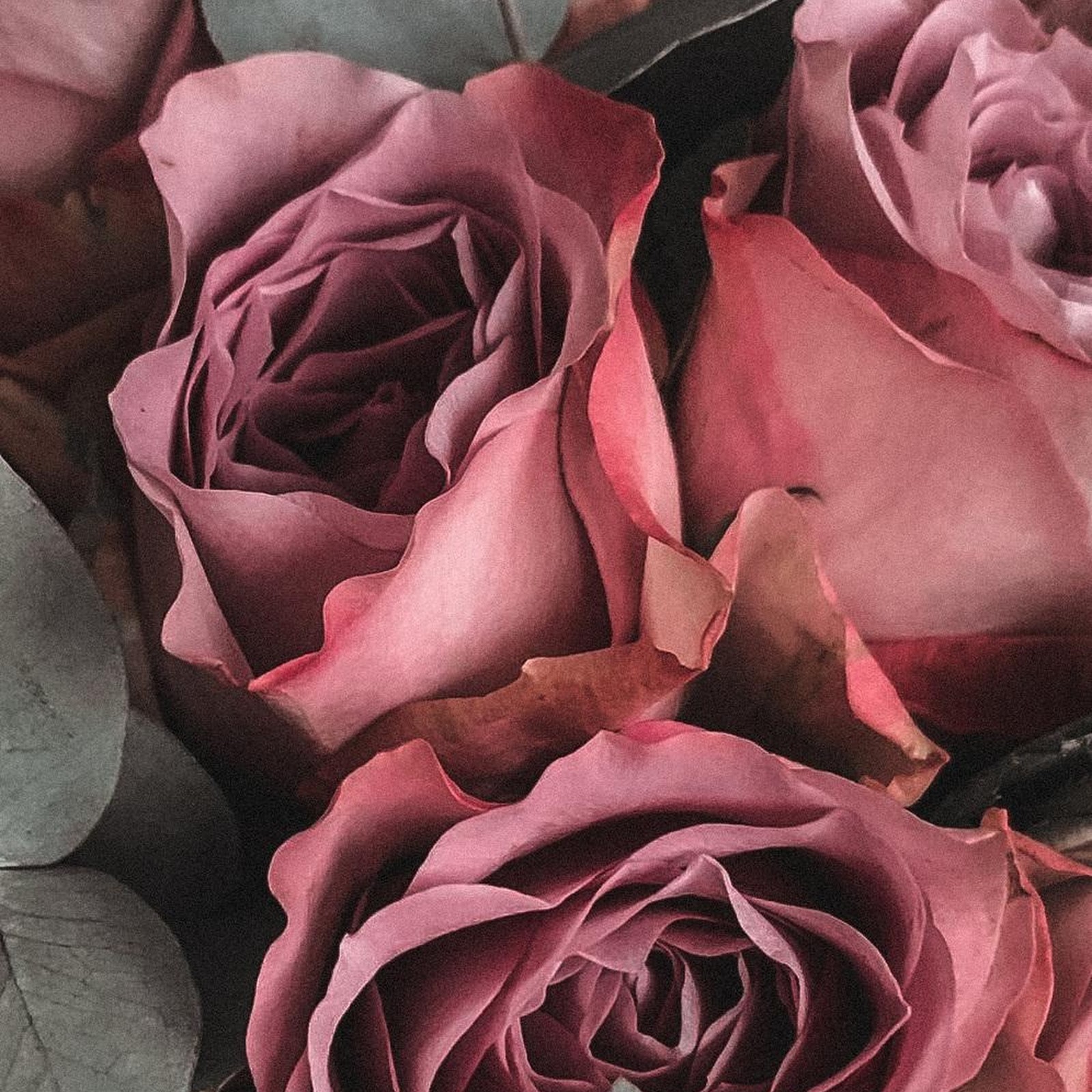 Download Vintage Mauve Roses Bouquet iPhone