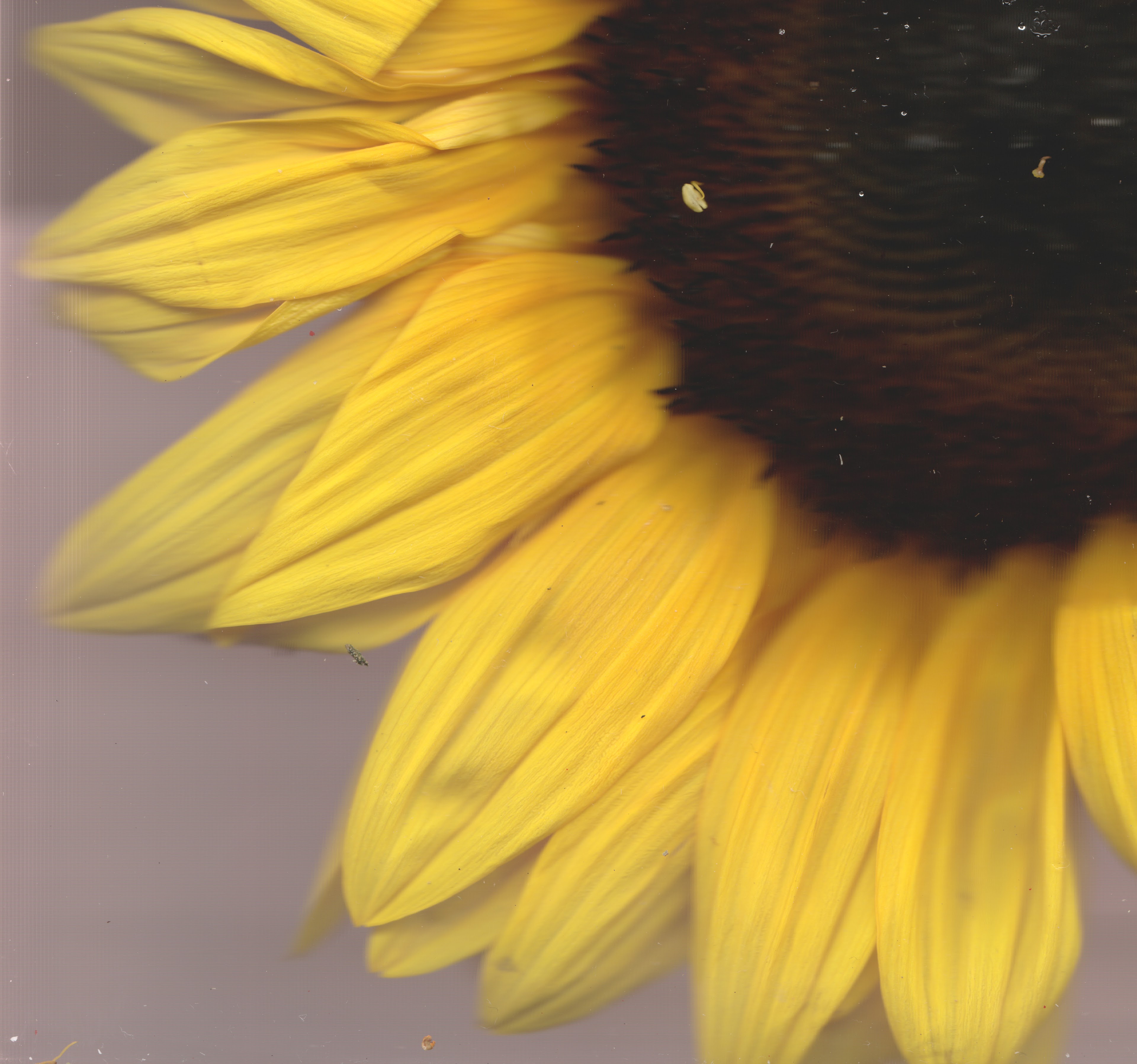 Yellow No. 1 — original botanical scanography fine art print by Zoey Solomon