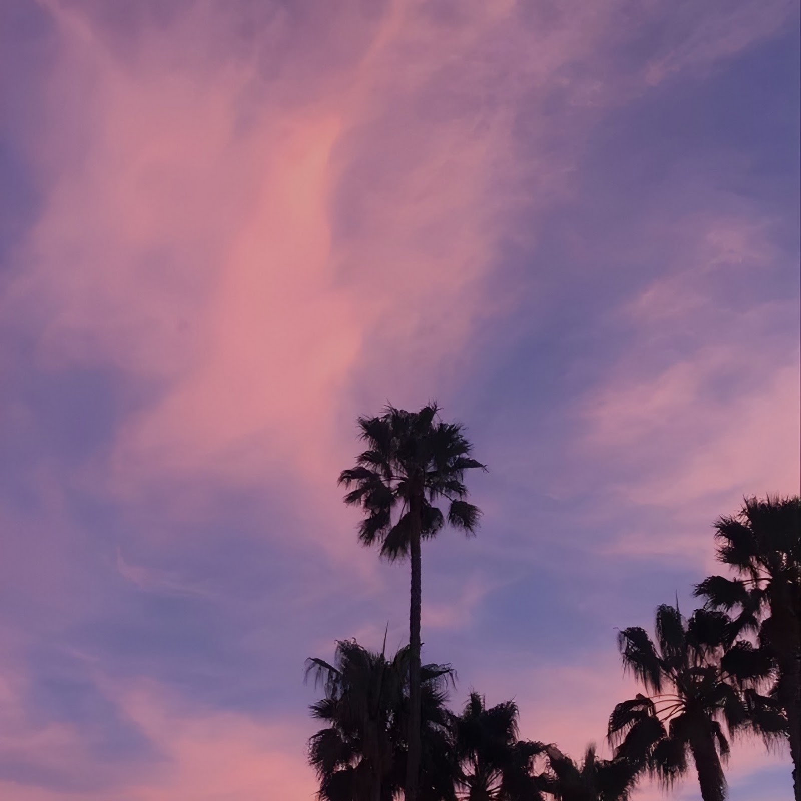 Download Palm Trees Under Purple Sunset Full HD iPhone
