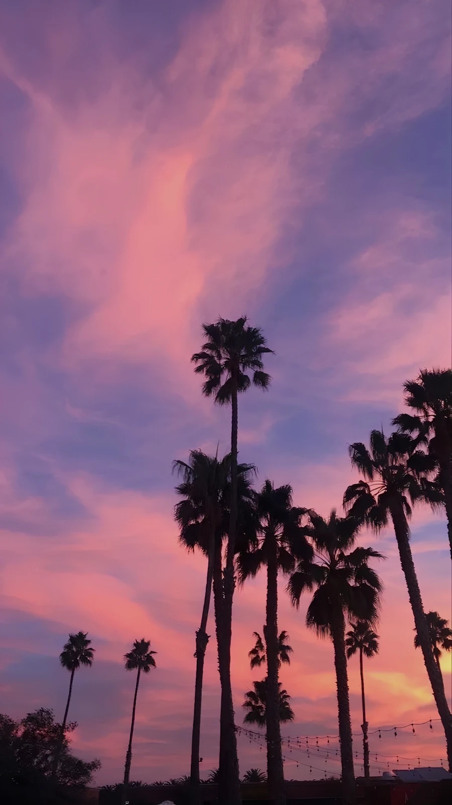 Palm Trees Under Purple Sunset - Sunset Photography Full HD iPhone Wallpaper (1286x2286)