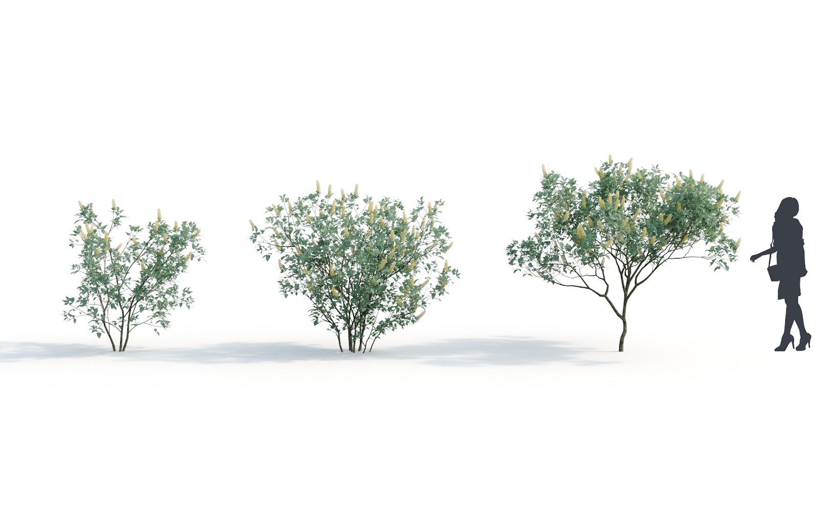 Maxtree - Plant Models Vol.6