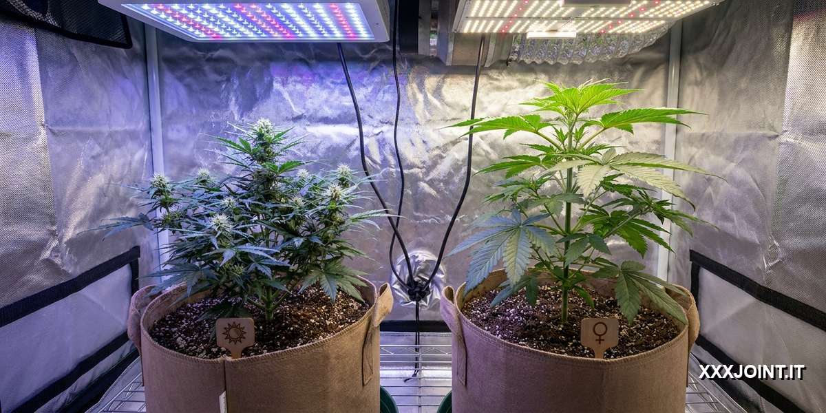 Confronto tra pianta autofiorente e femminizzata sotto lampade LED.