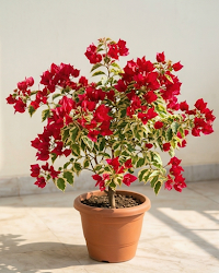Imported Flame Variegated Bougainvillea Plant