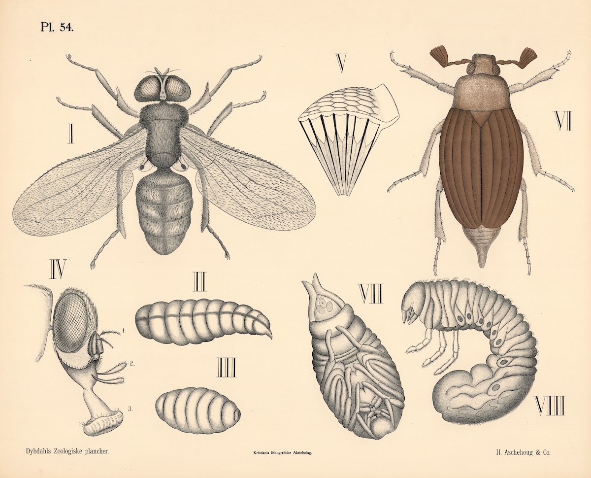 Insekter Skalvinger og tovingede 1881