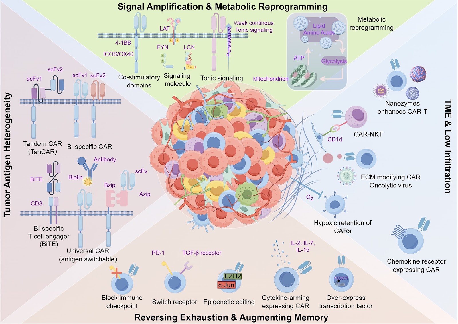 Decoding signaling architectures: CAR versus TCR dynamics in solid tumor immunotherapy