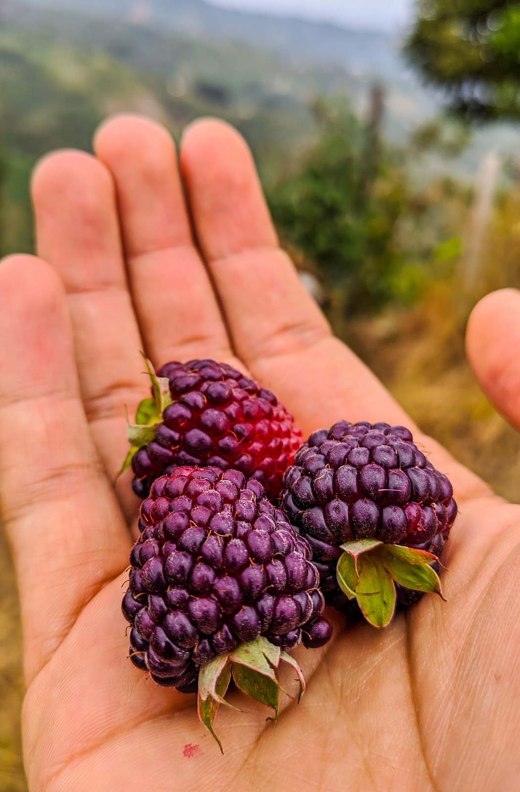Productos agrícolas orgánicos