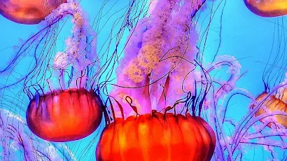 Jellyfish, Aequorea Victoria, Ocean, Blue Jellyfish, Underwater Environment Full HD iPhone Wallpaper Background