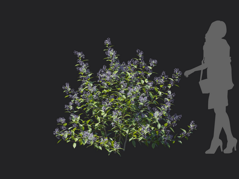 Maxtree - Plant Models Vol.129