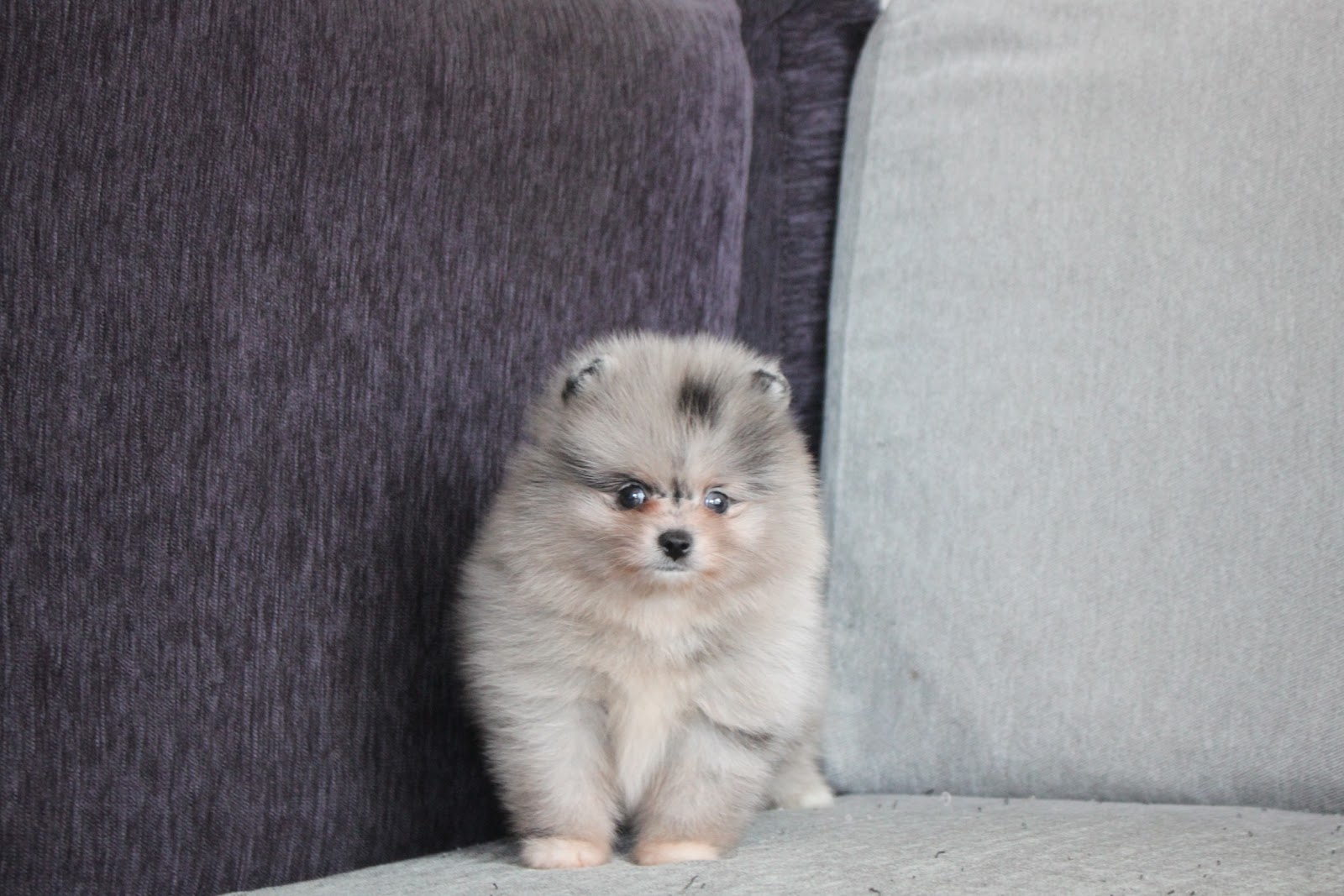 1/10出生 高端優質松鼠博美大理石弟弟