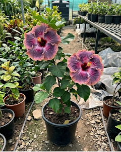 Hibiscus Bo Den Blue Moon