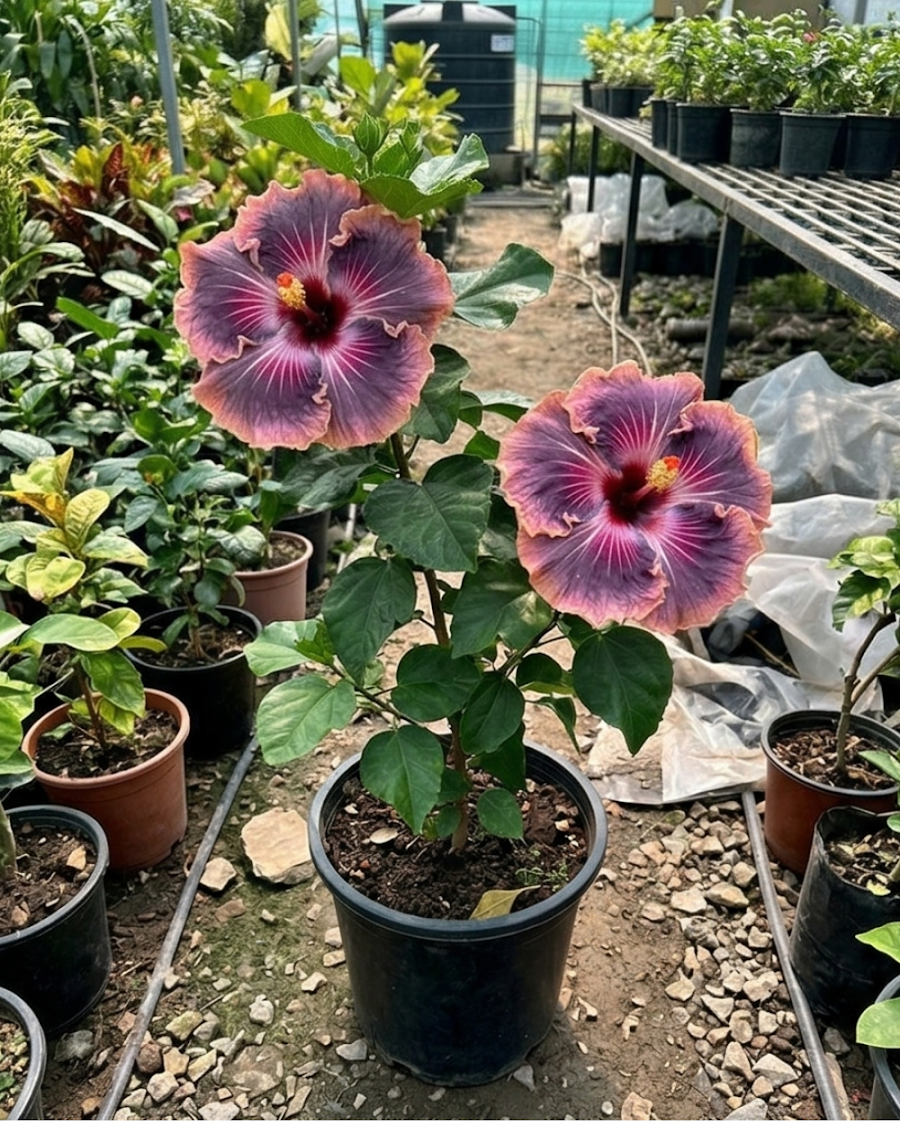 Hibiscus Bo Den Blue Moon — view 1