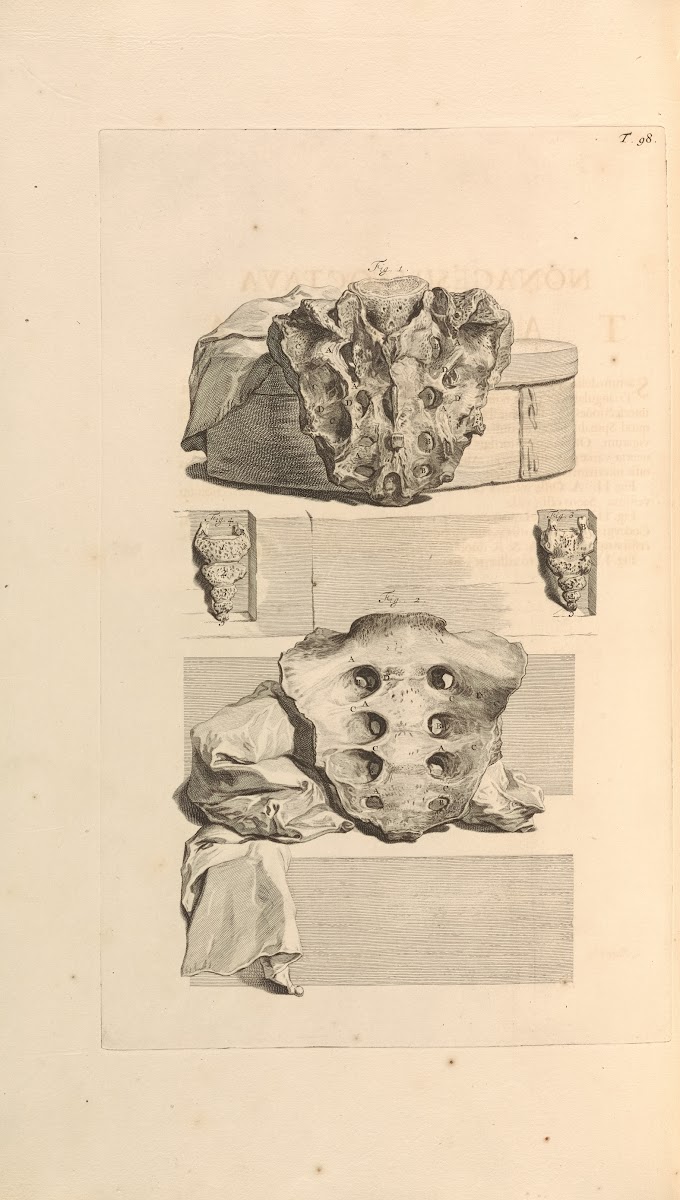 Anatomia humani corporis Pl099 1685