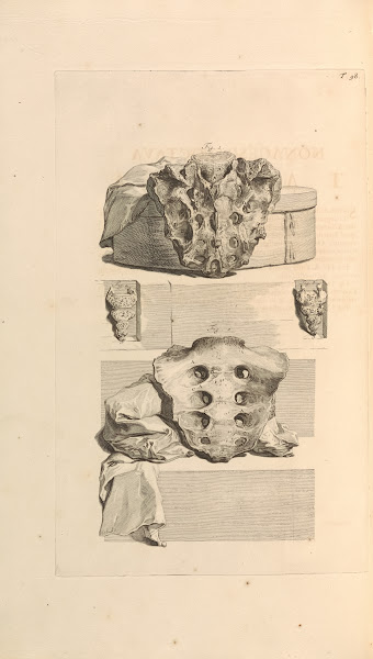 Anatomia humani corporis Pl099 1685