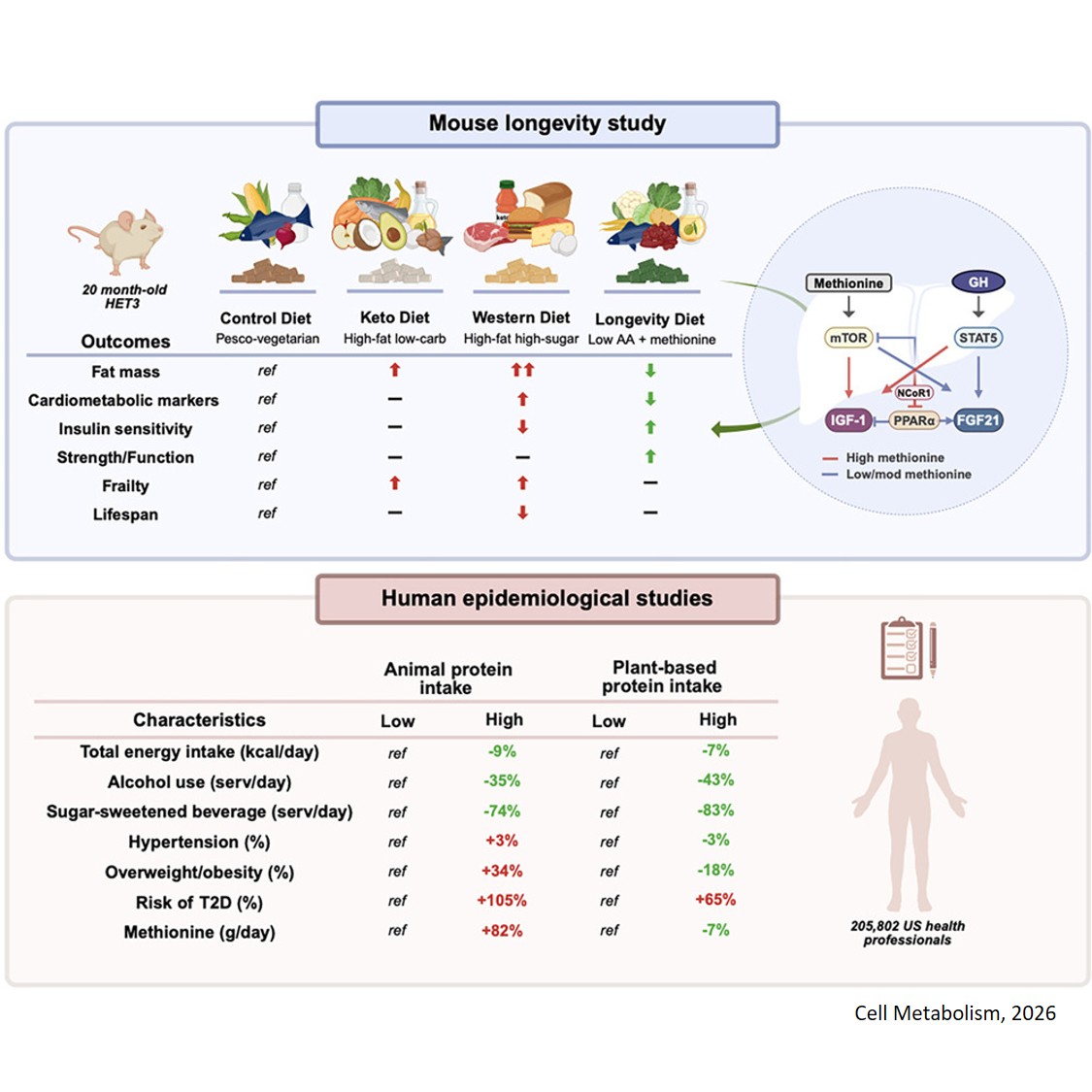 Low-protein, methionine-supplemented ‘longevity diet’ linked to longer healthy lifespan
