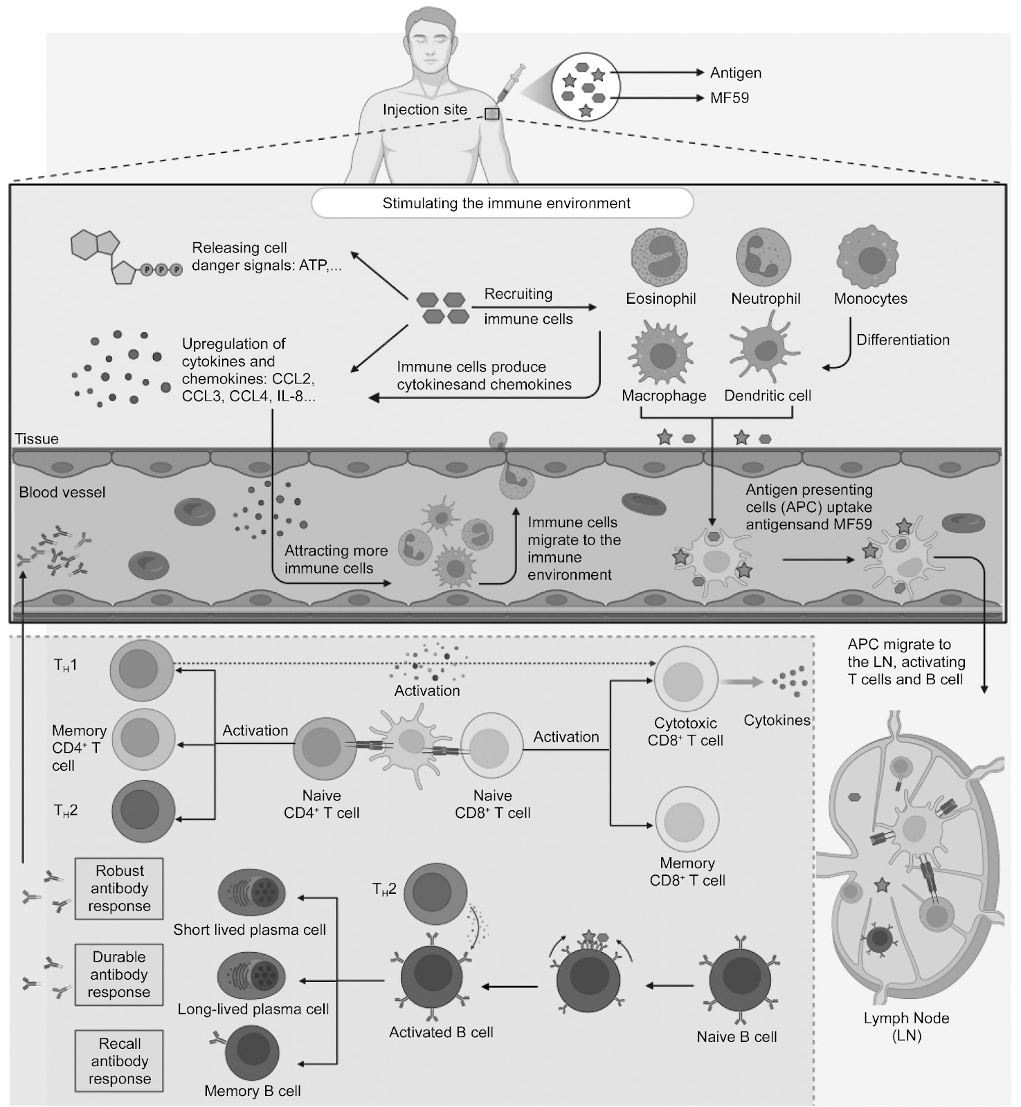 Vaccine Adjuvants: Current Status and Future Directions