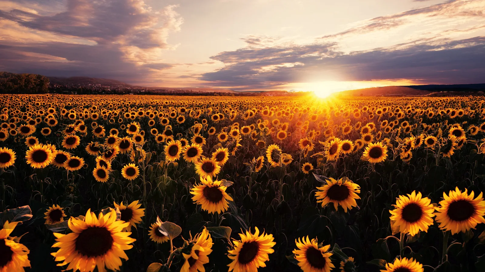 Sunflowers Field Sunrise 4K Desktop Wallpaper