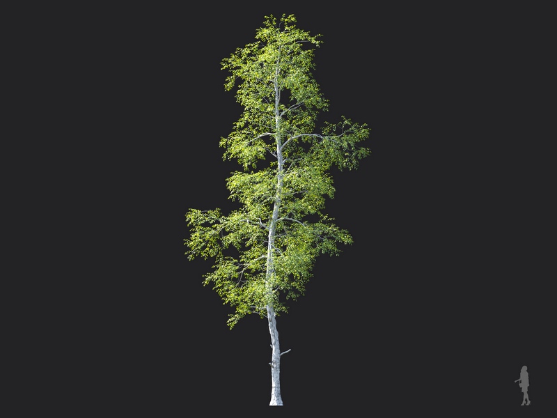 Maxtree - Plant Models Vol.124
